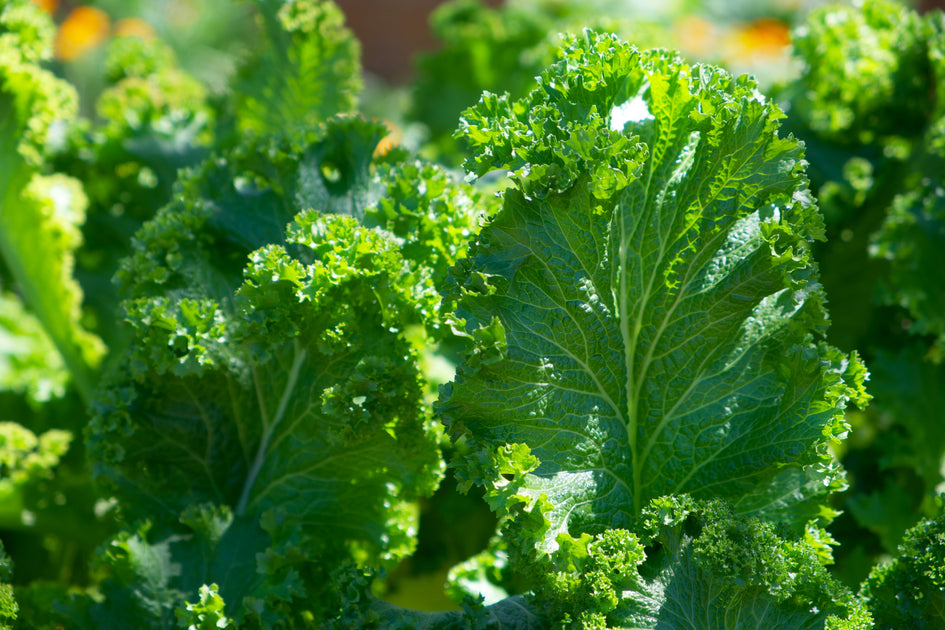 How to Build a Nutrient-Rich Diet for Black Women’s Wellness – Black
