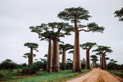 Baobab: A Nutrient-Dense Superfruit with Powerful Health Benefits